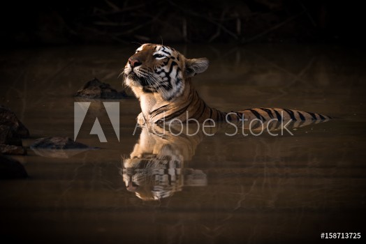 Picture of Bengal tiger lifts head in water hole